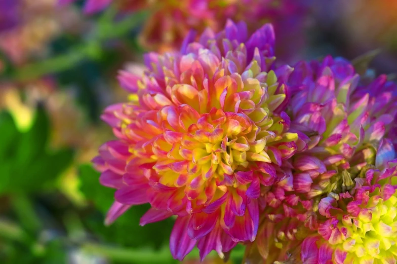 some pretty colorful flowers are in a bouquet