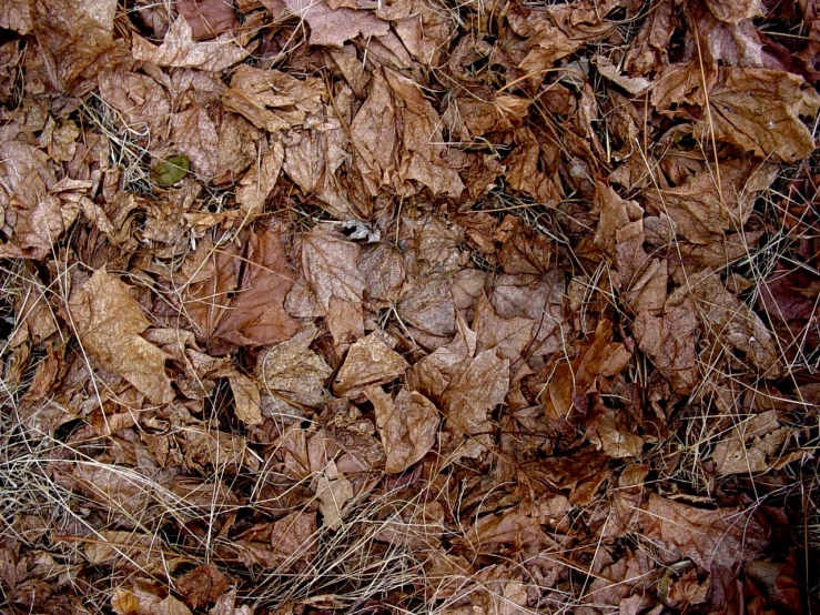 several brown leaves lying on top of them on the ground