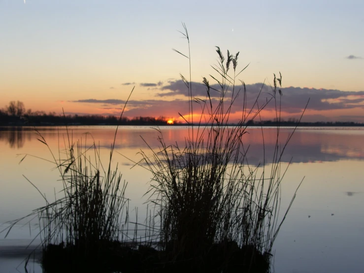 the sun sets over water with some tall grasses in it