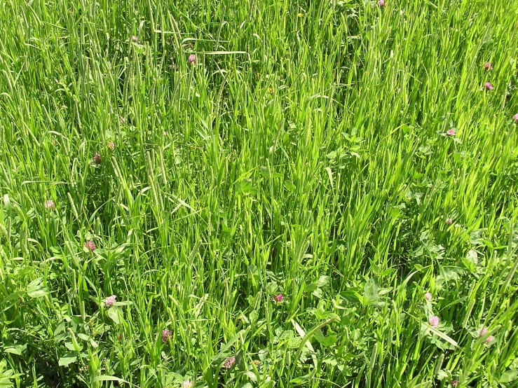 a hydrant in the middle of a green meadow