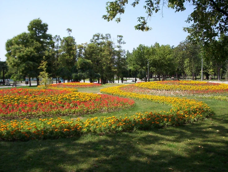 a big field full of colorful flowers with trees
