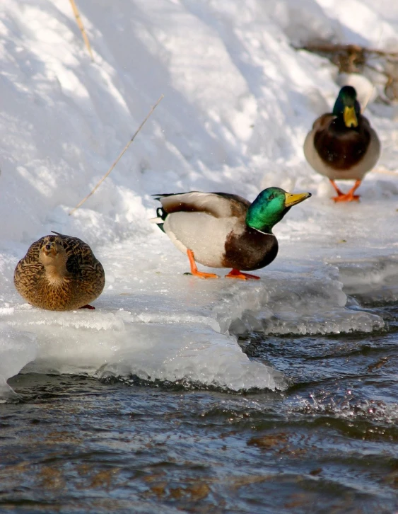 ducks are walking on ice and water in the cold