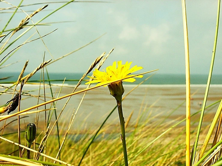 a flower sitting in a field in front of a lake