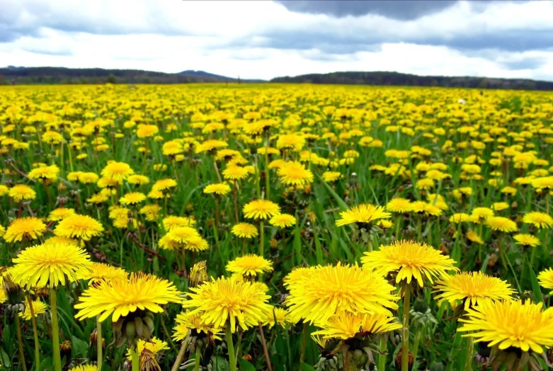 a field of dandelions is shown near the land