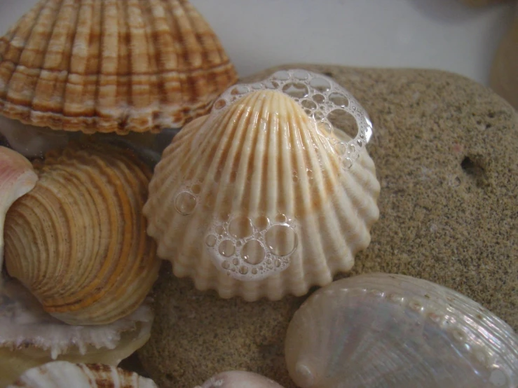 various types of seashells on a rock