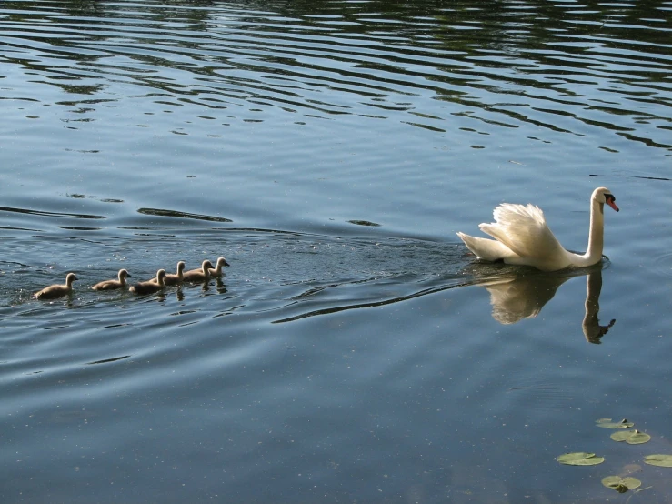 a swan is swimming with two young birds