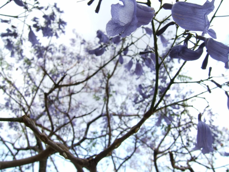 a close up view of purple flowers on trees