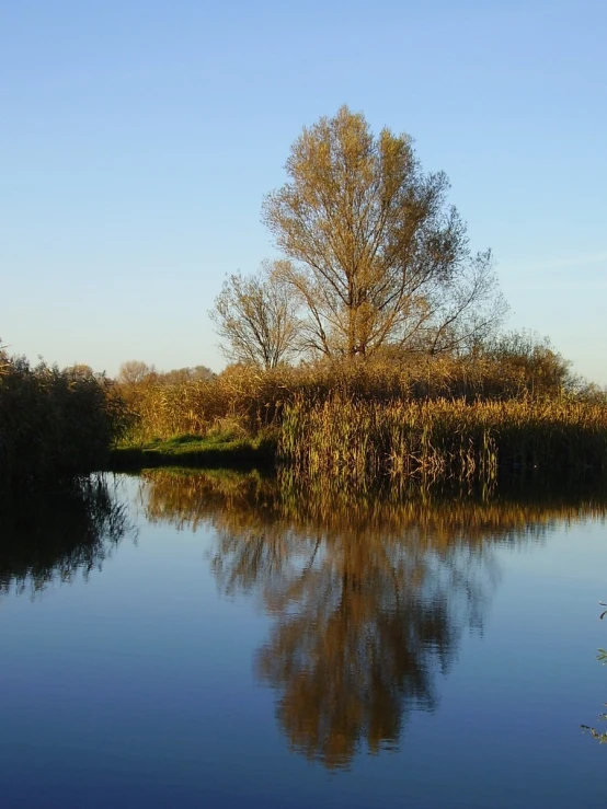 a body of water with trees in the background