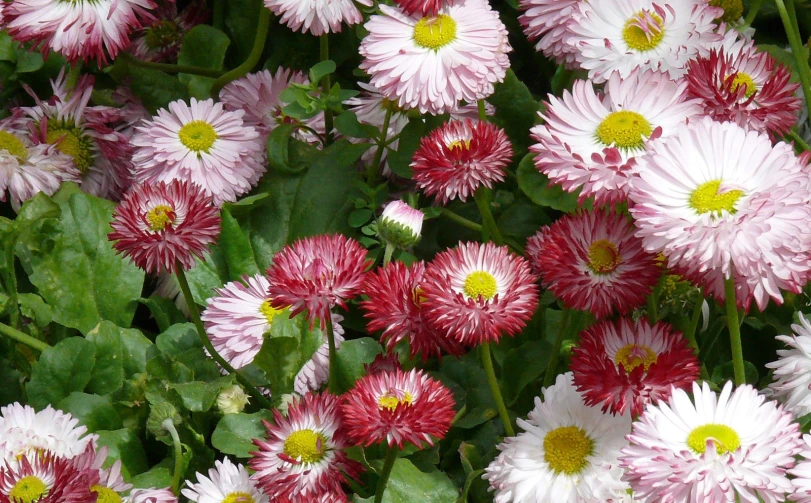 pink and white flowers in some green leaves