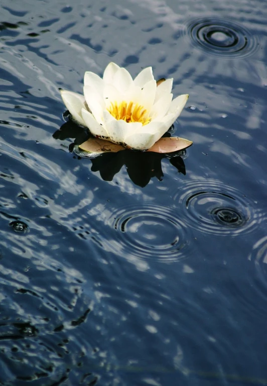 the single white lotus is floating on a blue body of water