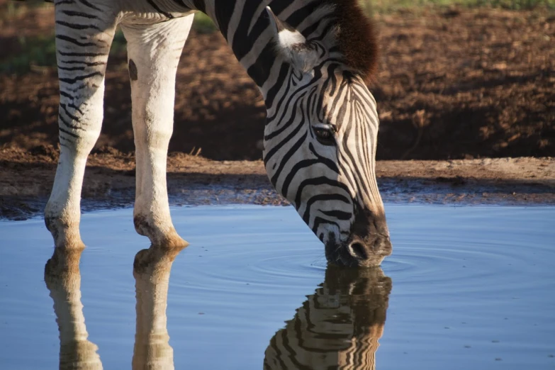 the ze is drinking from the water surface