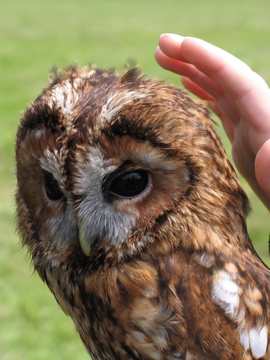 an owl has its face turned slightly to see the camera