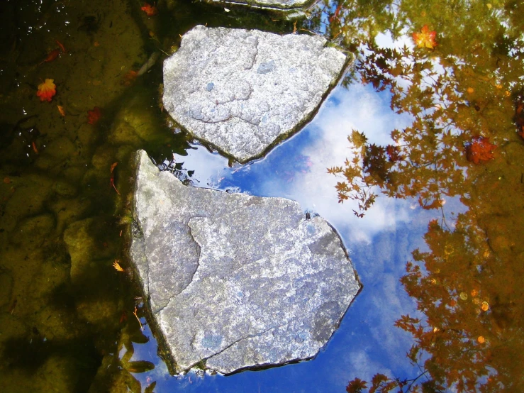 rocks and leaves are on the water surface