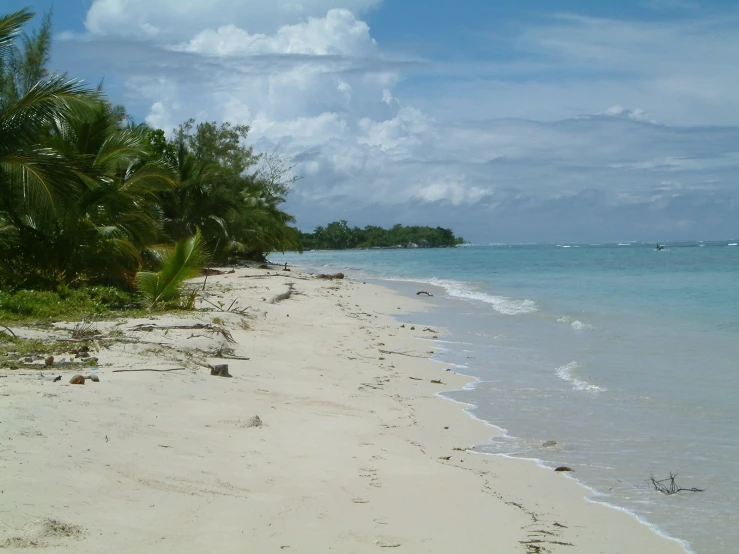 the ocean beach has white sand and palm trees