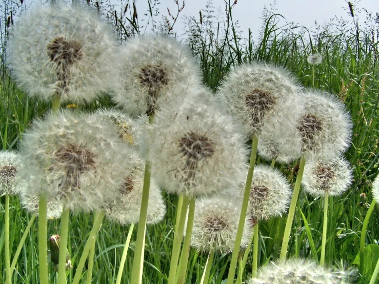 there is a close up of some dandelions
