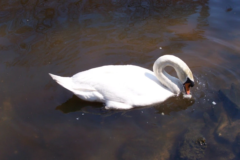 a swan floating on top of a lake