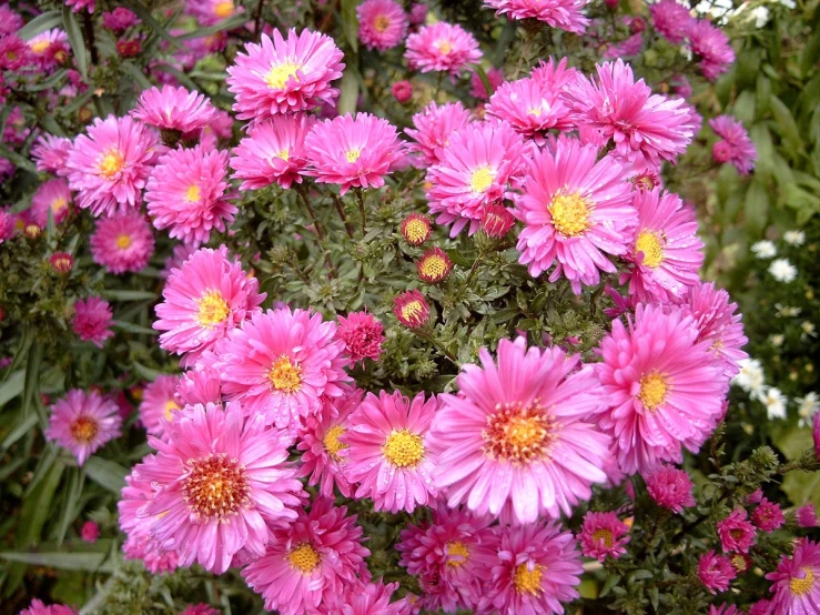 pink flowers blooming in a garden surrounded by greenery