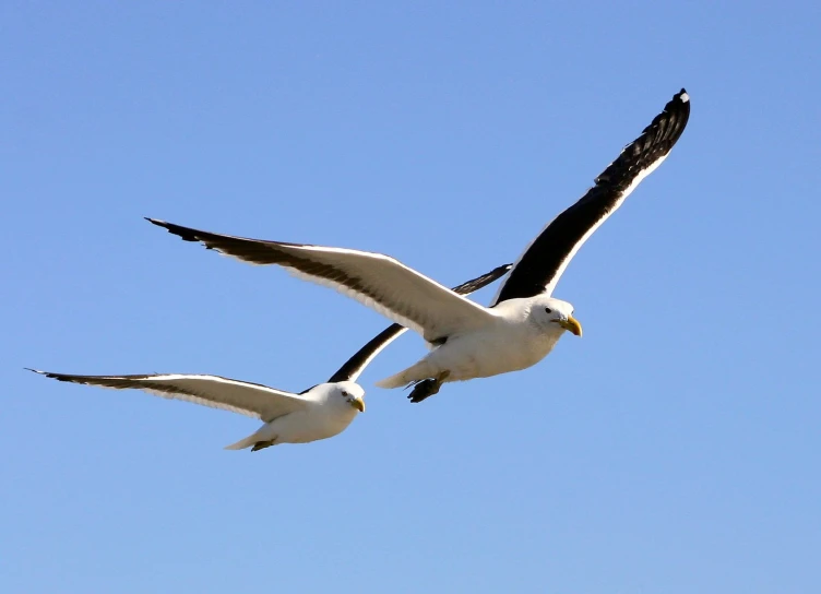 the two seagulls are flying through the blue sky