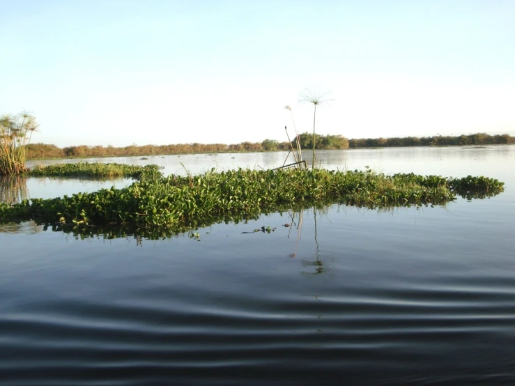 an aerial view of water and vegetation on the shoreline