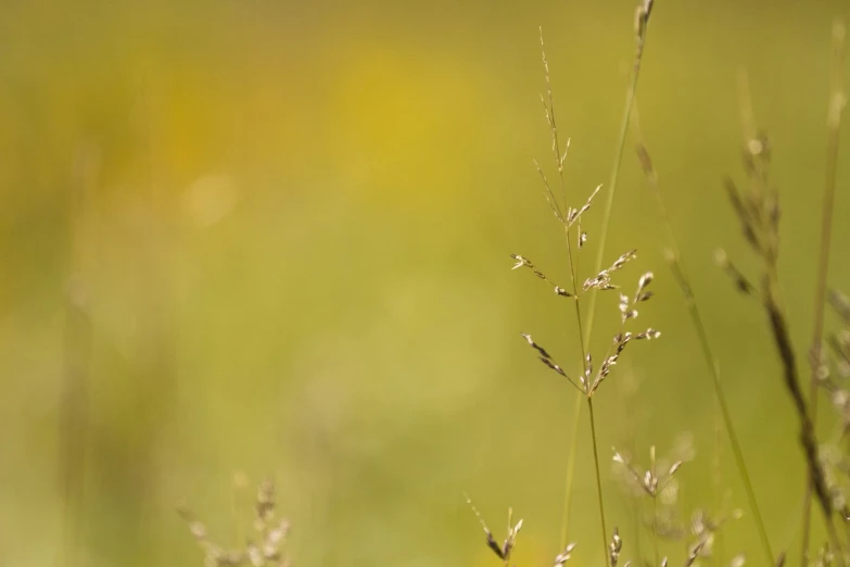 weeds are shown in an area of soft grass