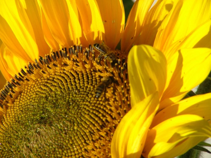 the top half of a sunflower showing the seed