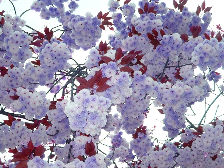 white and purple flowers with red leaves growing in the air