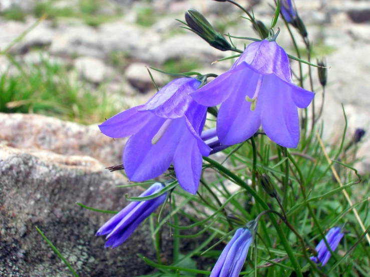 purple flowers grow on some rocks in the wild