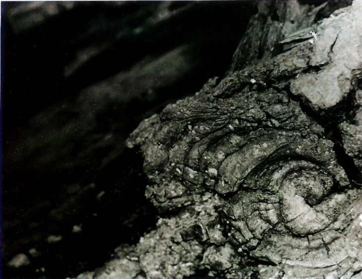 a spirally spiral is seen in the bark of a tree