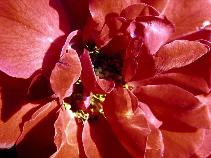 close up of an orange flower with lots of leaves