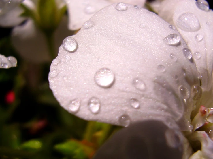 some flowers with drops of water on them