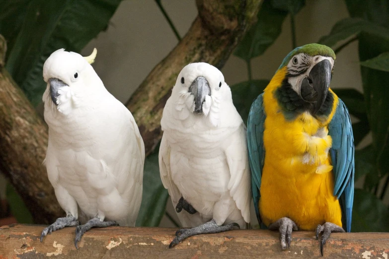 three brightly colored parrots perched on top of a nch