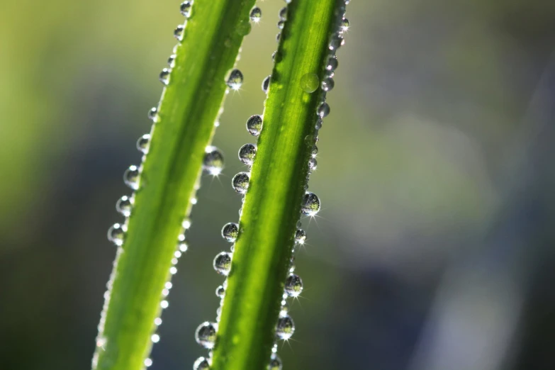 water drops on the blades of a green plant