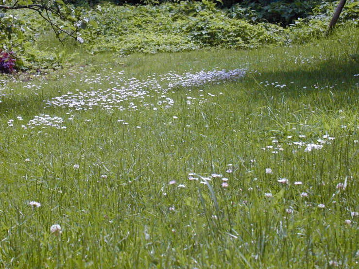 an empty field with green grass, white flowers, and a fire hydrant