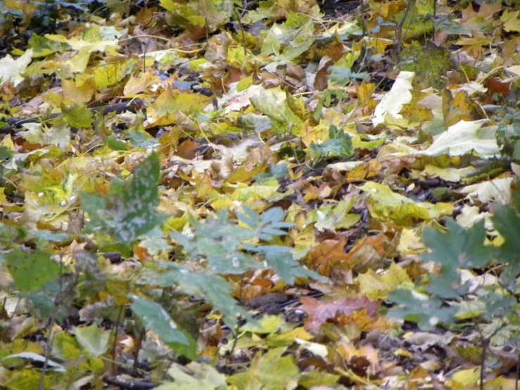 leaf filled area with many different plants and brown leaves