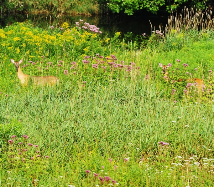 an animal that is laying down in the grass