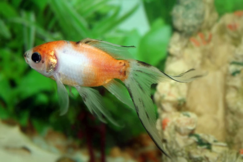 a close up of an aquarium with a fish