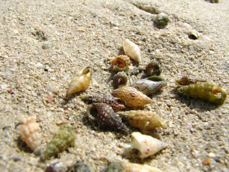 shells on the sand of a beach at low tide