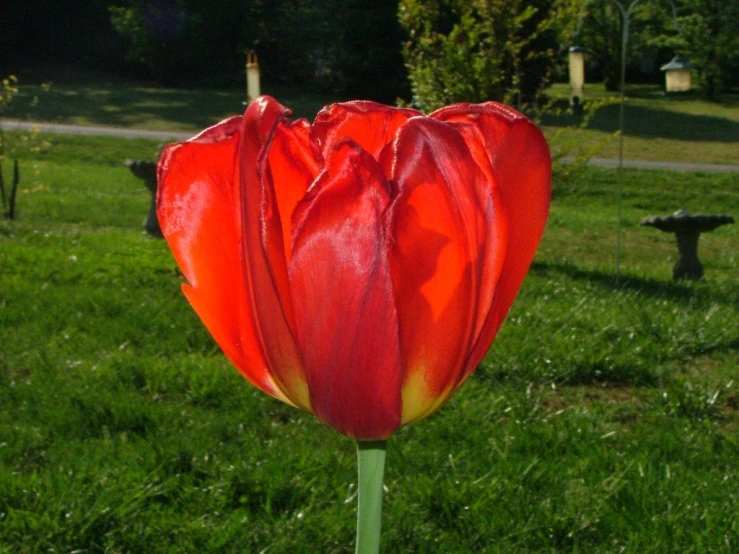 the large flower has long stemmed stems that turn red