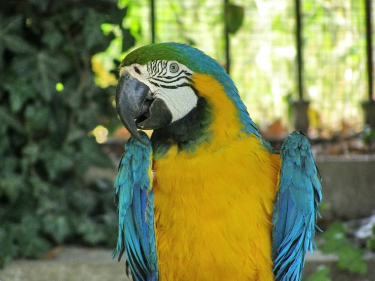 a colorful parrot standing by a fence, on grass