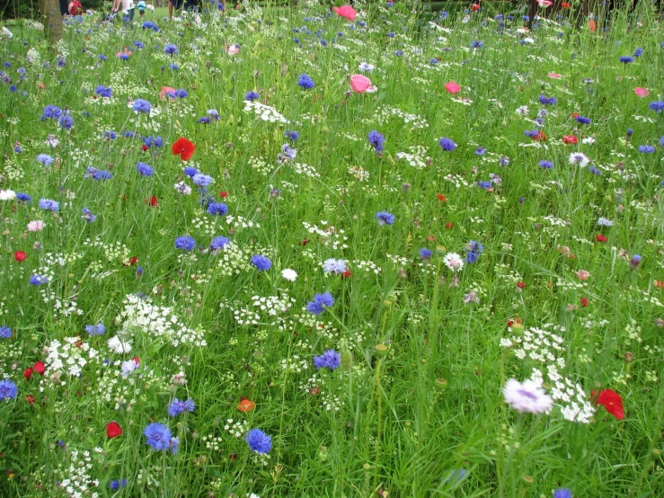 a field filled with lots of green and purple flowers