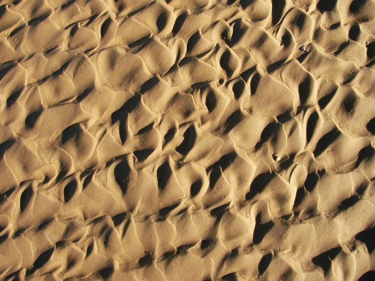 a sandy beach textured with small footprints