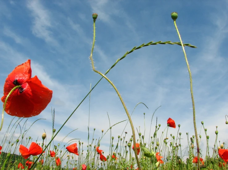 bright red poppys in tall grass on a bright day