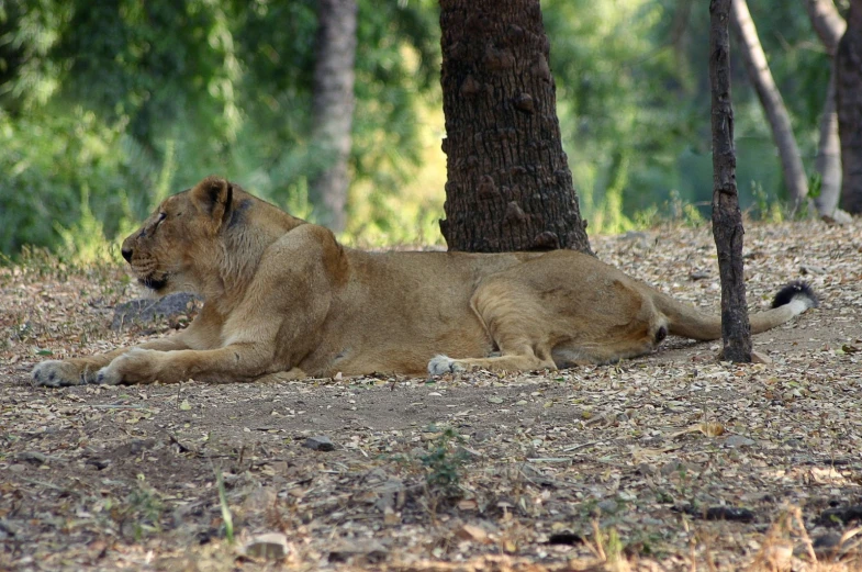 a lion laying down next to a tree and trunk