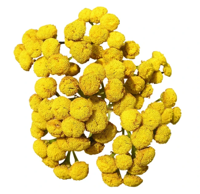 a yellow plant with lots of small flowers