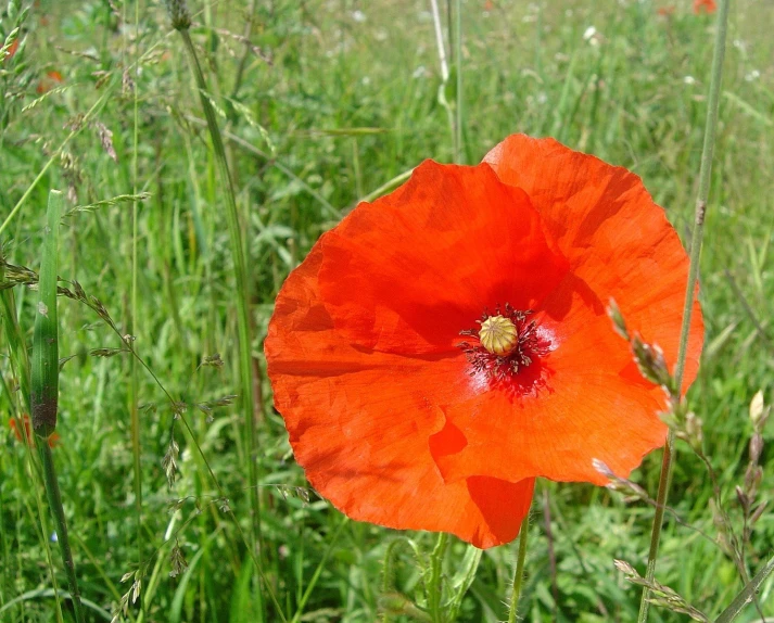 red flowers in the middle of tall green grass