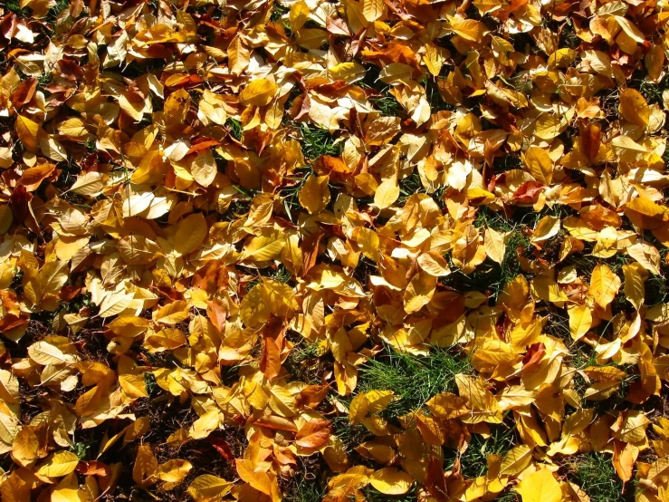 the ground is covered in colorful leaves