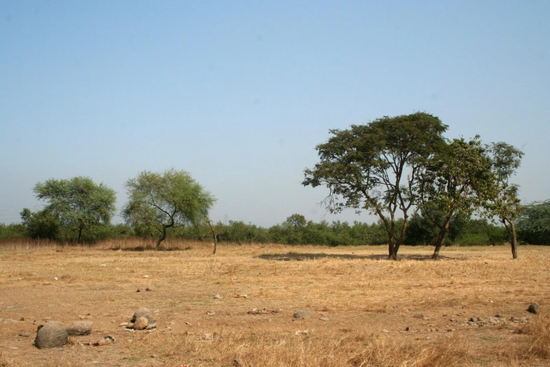 there is an elephant standing in a field