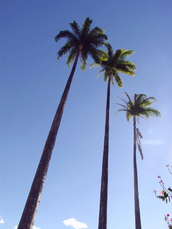 the tall palm trees are standing in front of the blue sky