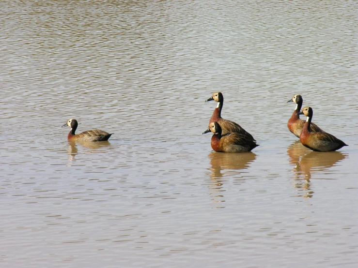 three duck are swimming in the lake together