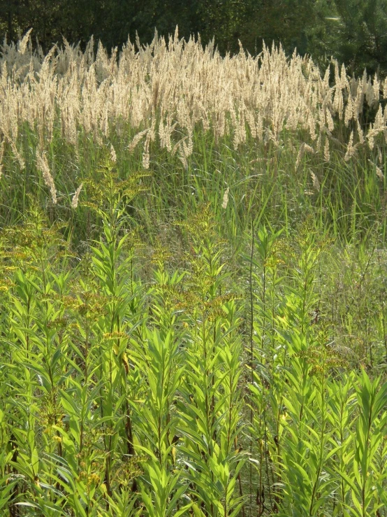 lush green plants and brown grass surrounded by woods